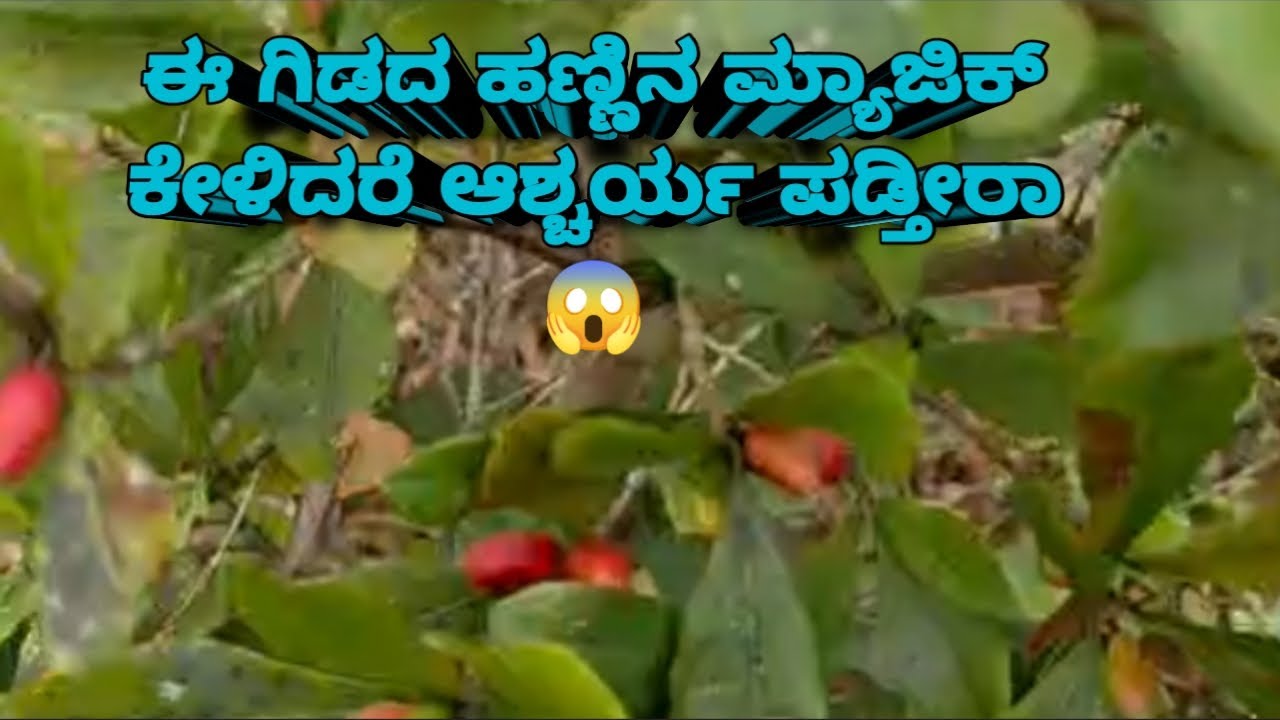 ಈ ಹಣ್ಣು ನಿಜವಾಗ್ಲೂ ಒಂದು ಮ್ಯಾಜಿಕ್ ಫ್ರೂಟ್!! ಈ ಹಣ್ಣಿನ ಮ್ಯಾಜಿಕ್ ಕೇಳಿದರೆ ನಿಜವಾಗ್ಲೂ ಆಶ್ಚರ್ಯ ಪಡ್ತೀರಾ😱
