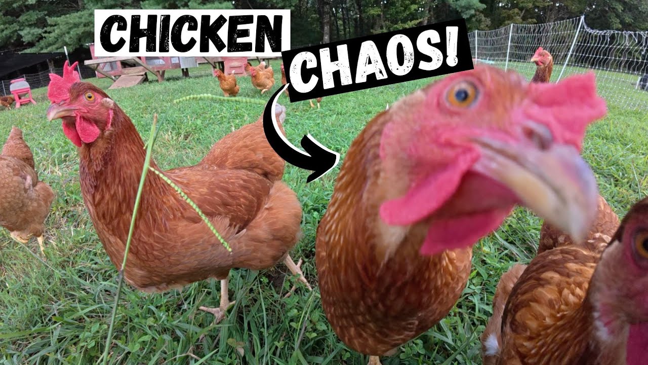 Taking Care of Over 400 Chickens… Every. Single. Day.