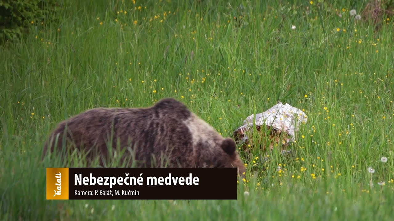 Nebezpečné medvede