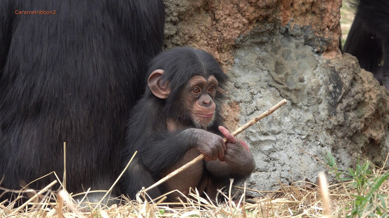 Mar 2020 Tama zoo chimps #2.1 Mikan cares about baby brother Ibuki