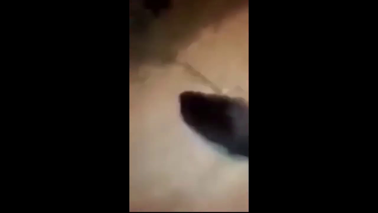 polish man trying to catch beaver