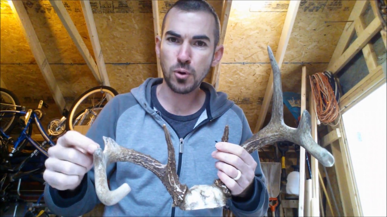 Broken Antler Repair Using Apoxie Sculpt