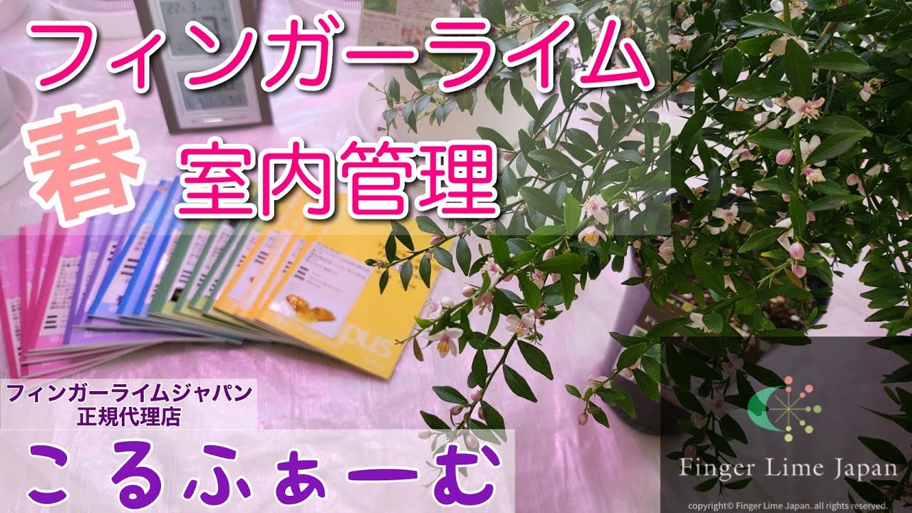 【 フィンガーライム 】フィンガーライム 室内管理 春🌸  こるふぁーむ