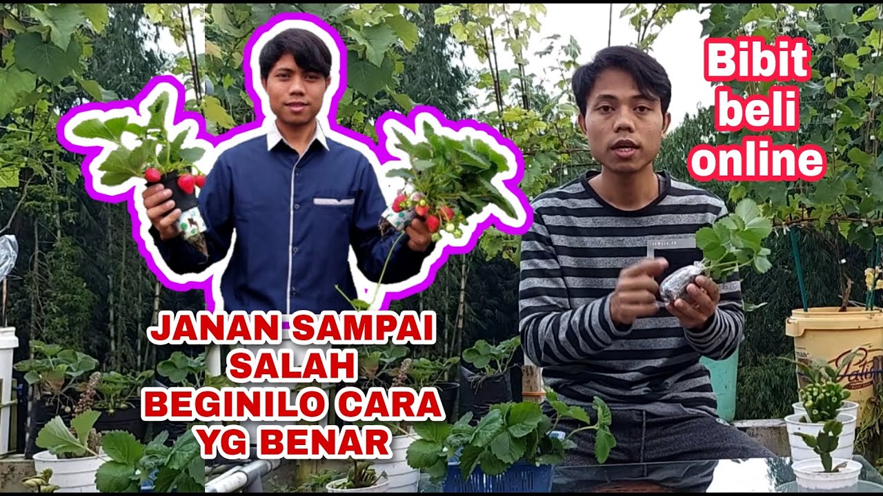 CARA MENANAM BIBIT STRAWBERRY BELI ONLINE SHOP