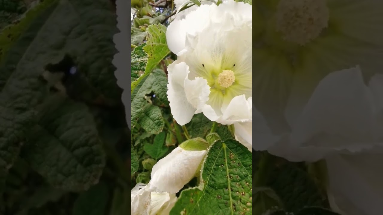 Alcea rosea tambi&eacute;n conocida como malva real malv&aacute;ceas.#alcea#alcearosea#malvareal #malvacea