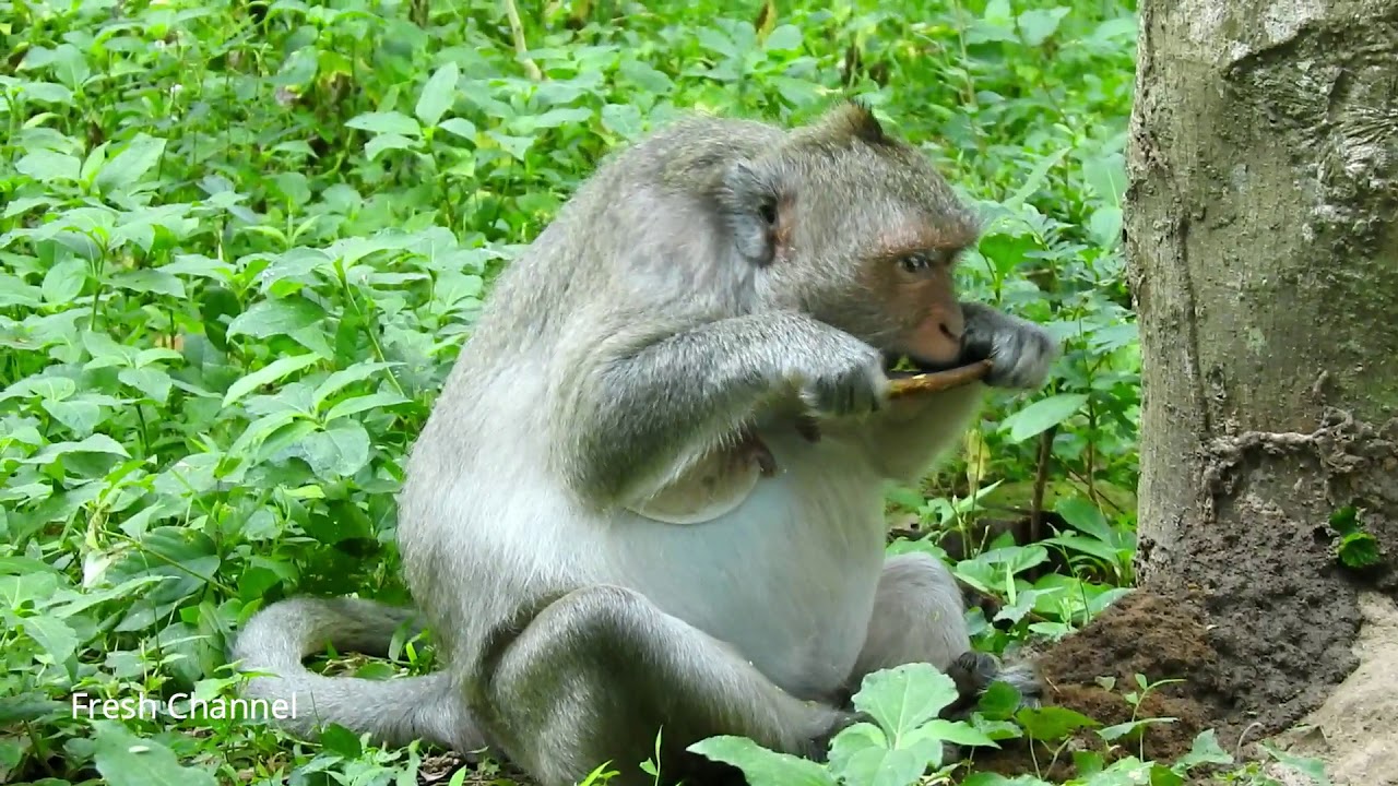 Pregnancy Jill Monkey, Poor Jill Monkey, Lovely Jill Monkey Eating... #889