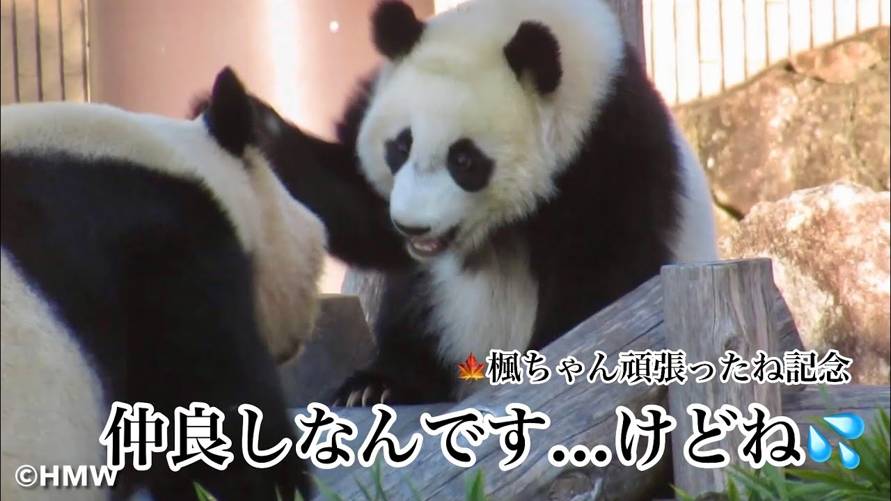 成都でも頑張った記念！がんばる🍁楓ちゃん🍯良浜ママに叱られる…けど仲良し…けどエキサイティング🤣もうすぐ誕生日　#楓浜 #panda #良浜 #アドベンチャーワールド