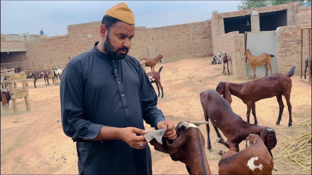 how to treat patchy dry ears // بکری کے کانوں پر ہونے والی انفیکشن کیسے دور کی جاۓ
