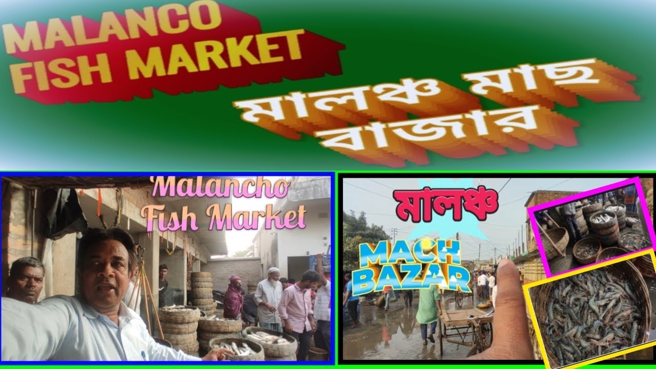 মালঞ্চ মাছ বাজার ! Malancho Fish Market ! Malancho Fish Market Video ! মালঞ্চ মাছ বাজারের ভিডিও ! 🦐👍