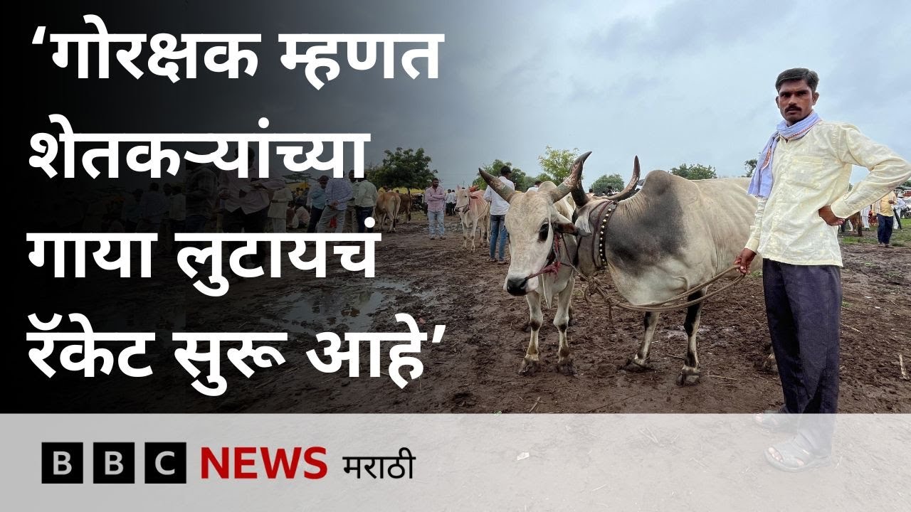 Cow Slaughter Ban Law मुळे शेतकरी अडचणी आलेत? गोरक्षणाच्या नावाखाली शेतकऱ्यांना कसा त्रास दिला जातो?