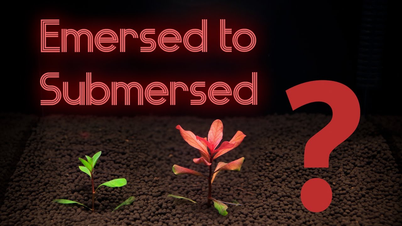Emersed to Submersed | Timelapse