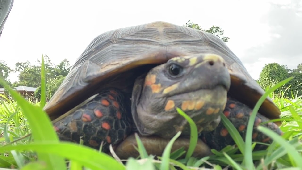Red-footed tortoise on the move l Kabalebo l Suriname