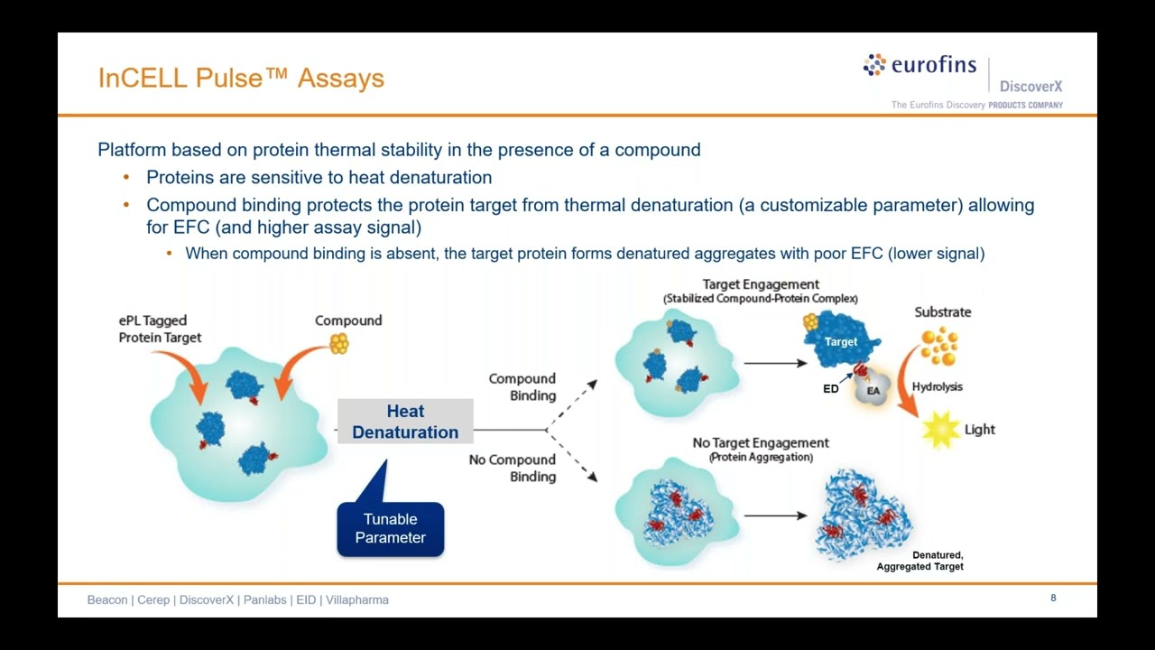 Novel small molecule inhibitors of oncogenic SHP2 variants characterized by target engagement