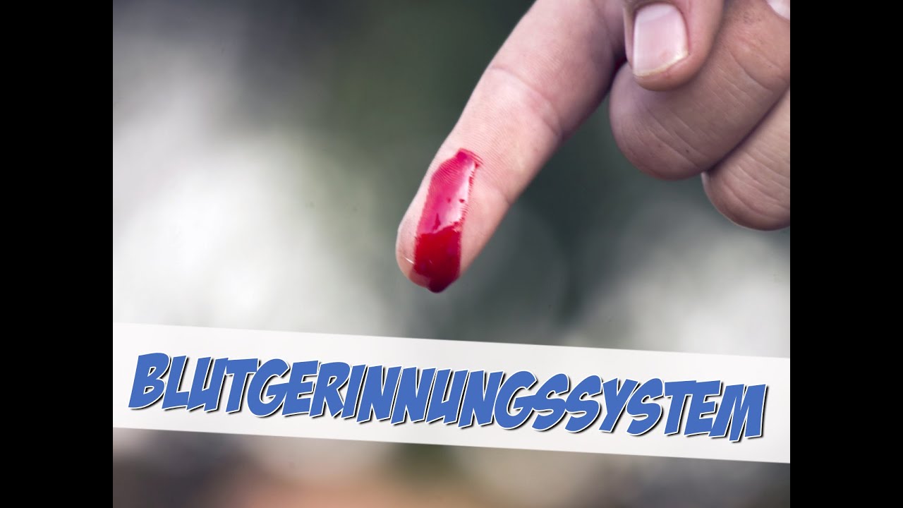 Das Blutgerinnungssystem