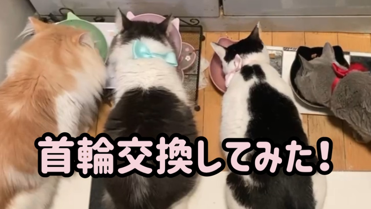 首輪交換してみた！