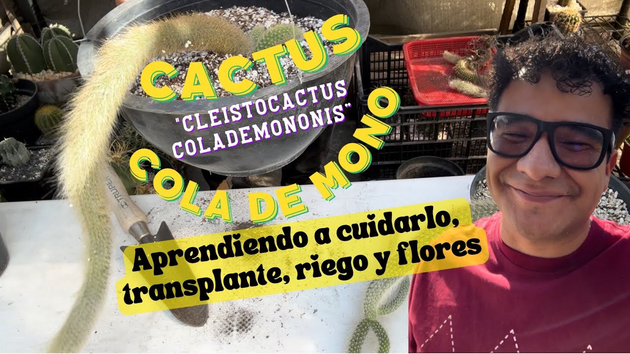 Cactus Cola de Mono 
