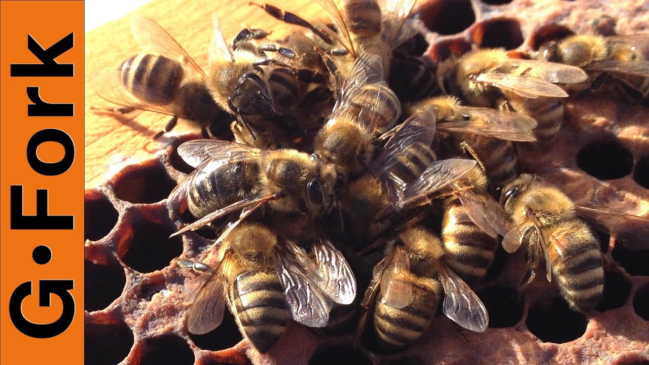 Dead Bees? Hive Inspection - Beekeeping 101 - GardenFork