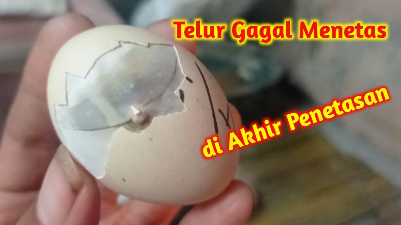 Penyebab Telur Ayam Gagal Menetas || Kesalahan Mengatur Suhu dan Kelembaban Mesin Tetas