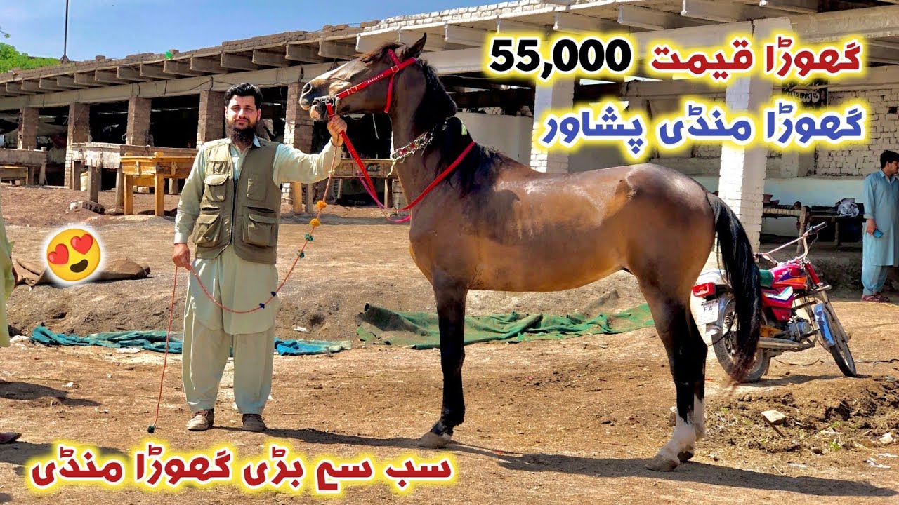 Horse Mandi Ring Road Peshawar New Updates 05/05/2024 | Horse Cheap Price 55,000 | Izhar Ali Shah