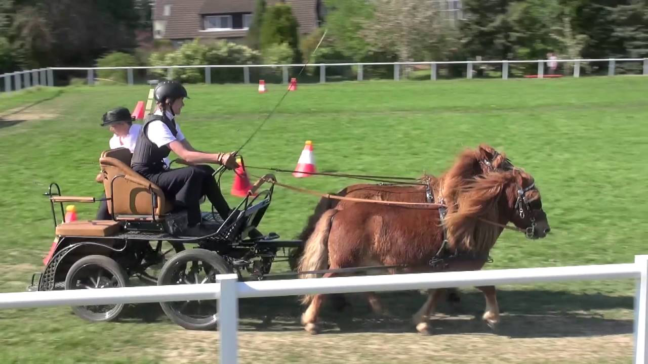 Julia mit den Shettys Hans und Biene beim Kegelfahren