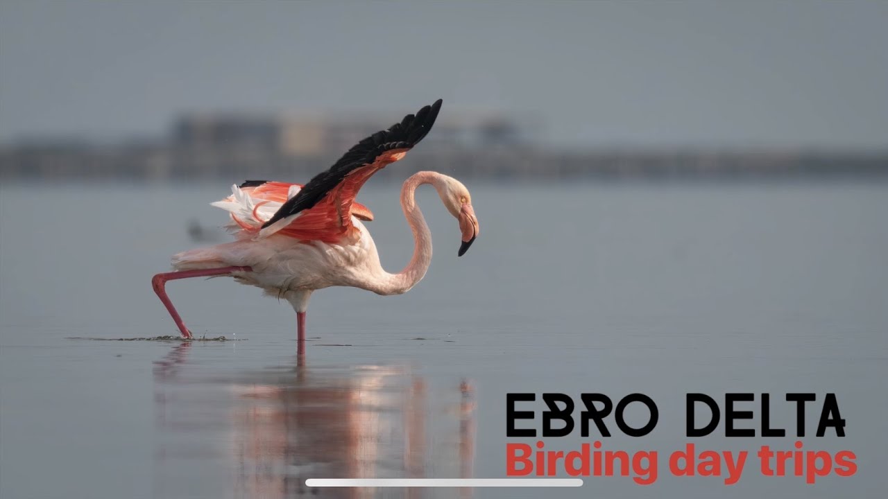Ebro Delta Southern Bird Watching Trip, Spain | Ebro Delta Birding - Blue Sky Wildlife