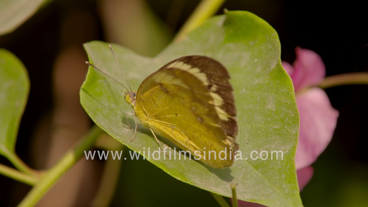 Yellow orange tip butterfly - male and female