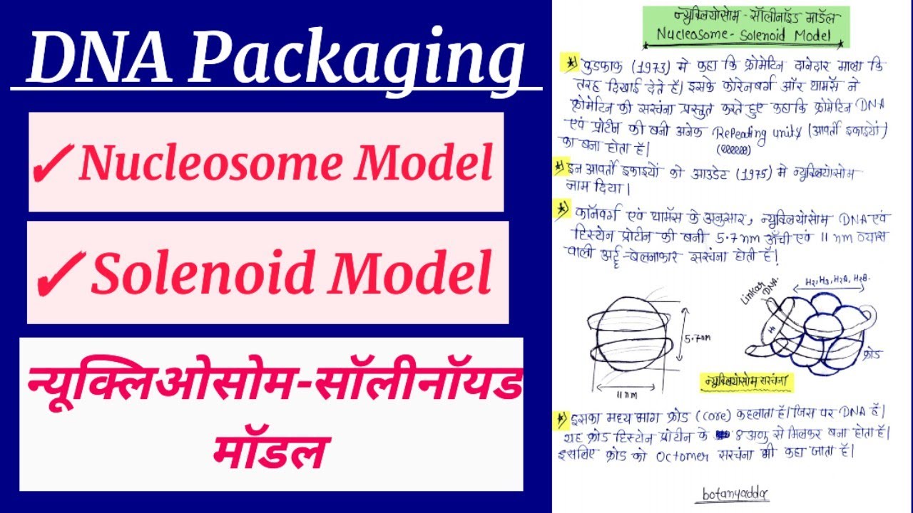 DNA Packaging (डीएनए पैकेजिंग) || Nucleosome Model Or Solenoid Model In Hindi @Botany Adda