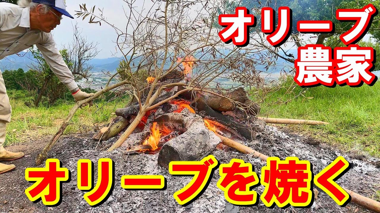 【野焼き】オリーブ農家がオリーブの木を焼却　柿の木も焼却