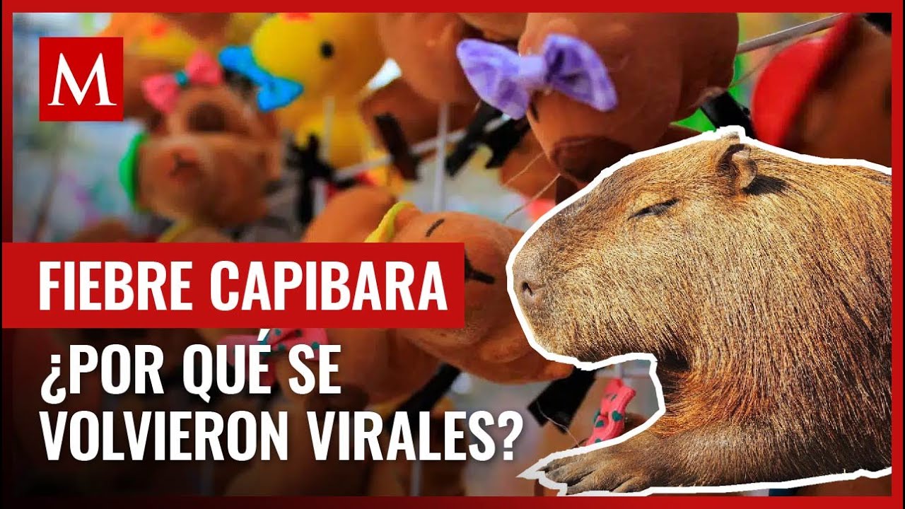 &iquest;Por qu&eacute; los capibaras se han vuelto tan populares? Descubre m&aacute;s sobre esta tendencia