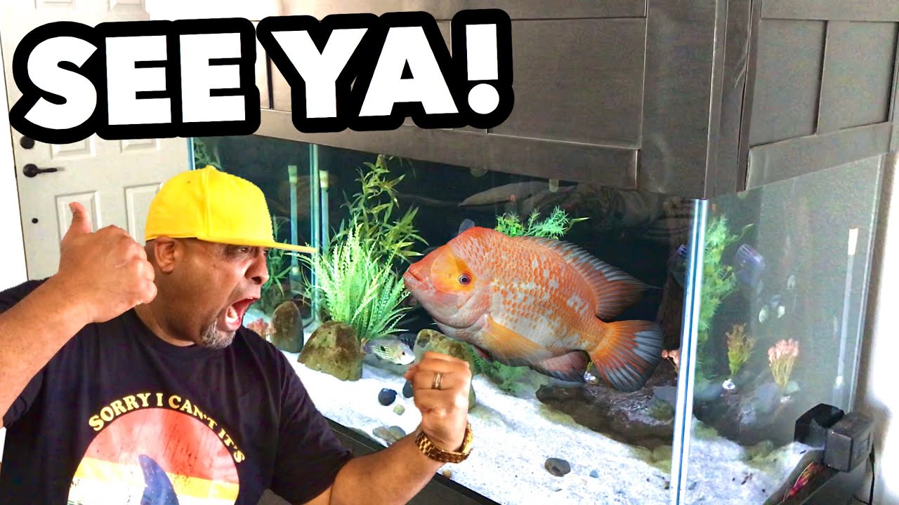SUPER MEAN RED DEVIL CICHLID IS GONE!