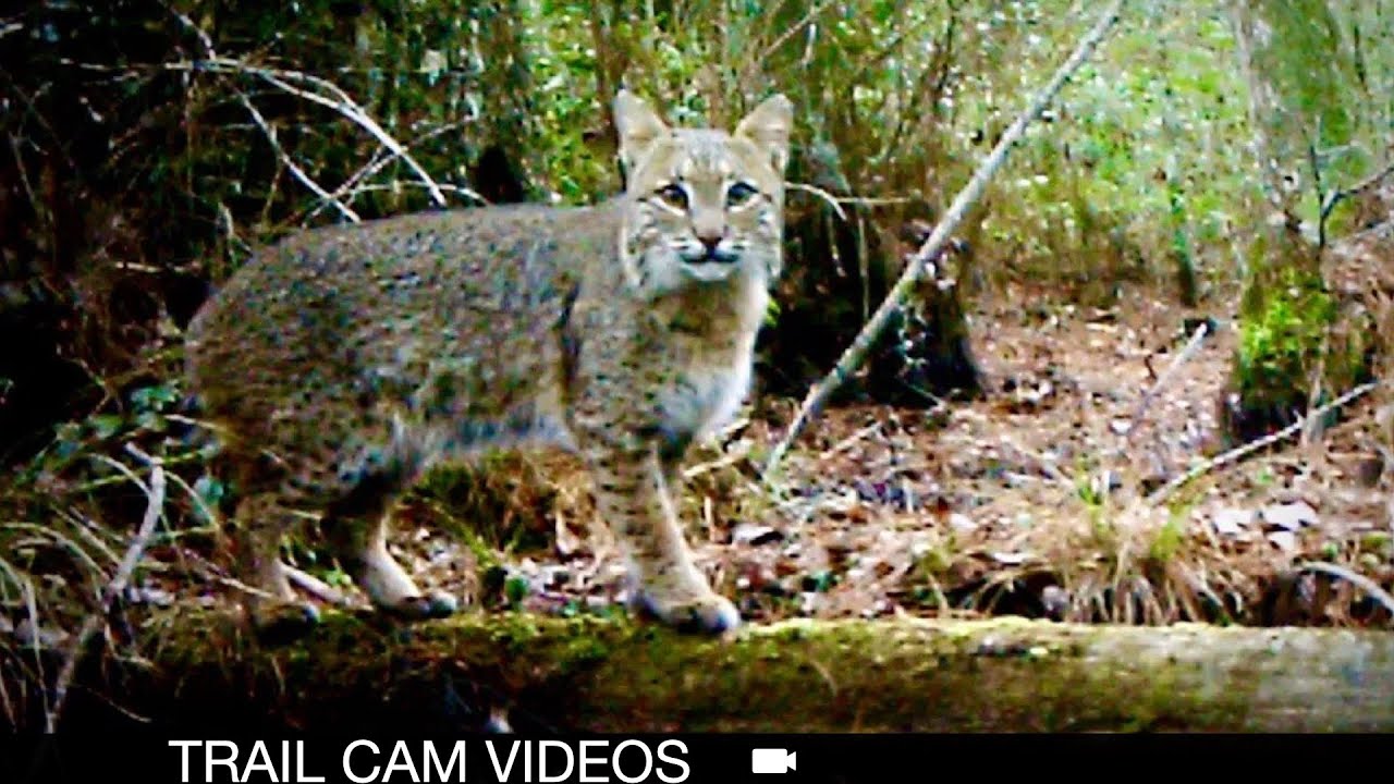 Bobcat Hunting & Wild Hogs: Trail Cam Footage from Hell Hole Swamp, SC