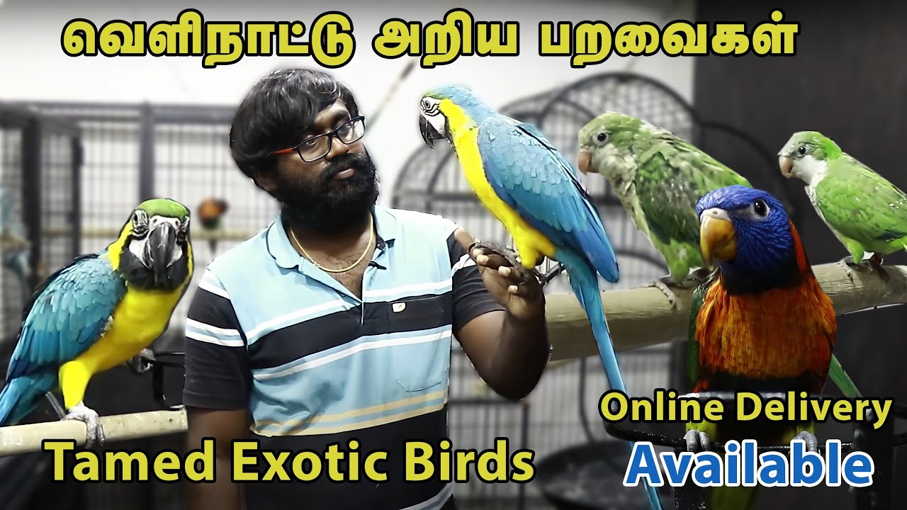Exotic Birds Shop in Chennai |Mufasa pet shop | Beginner Tips |Future Tamila