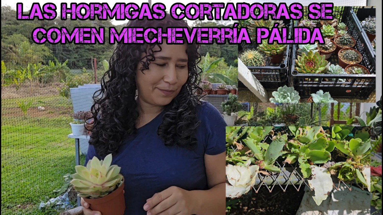 Quiero bromelias de ahí  / Esta cantidad de suculentas fui a traer