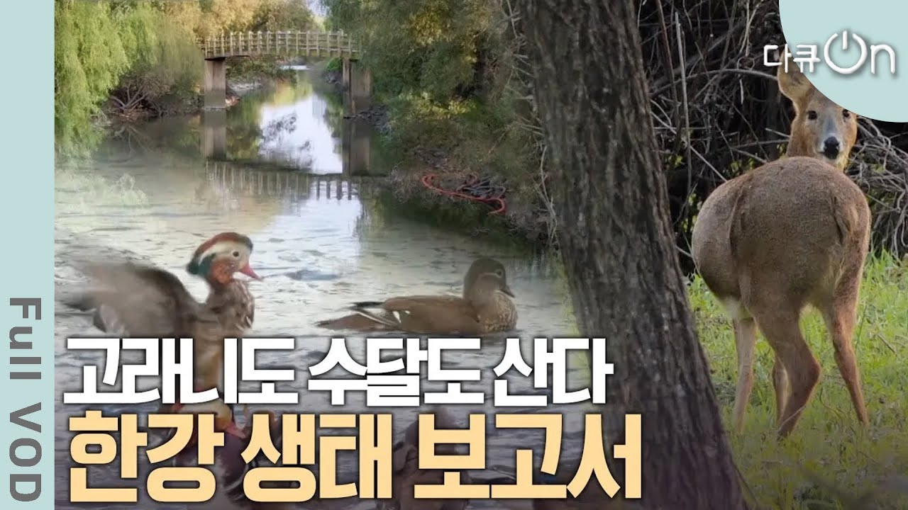 진짜? 한강에 수달이 나타났다! 한강은 지금 자연 친화적으로 회복 중 | 다큐온 - 한강, 시민의 품에 흐르다 | KBS 20241208 방송