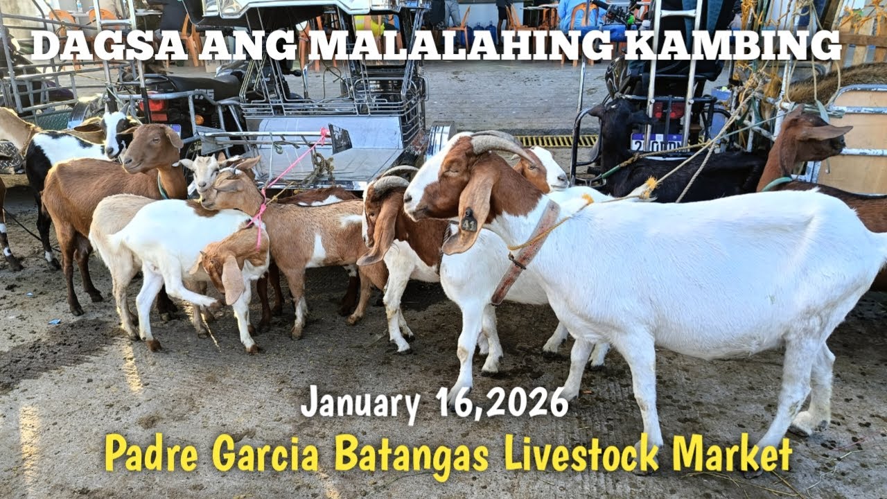 Price Update ng mga Kambing!Padre Garcia Batangas