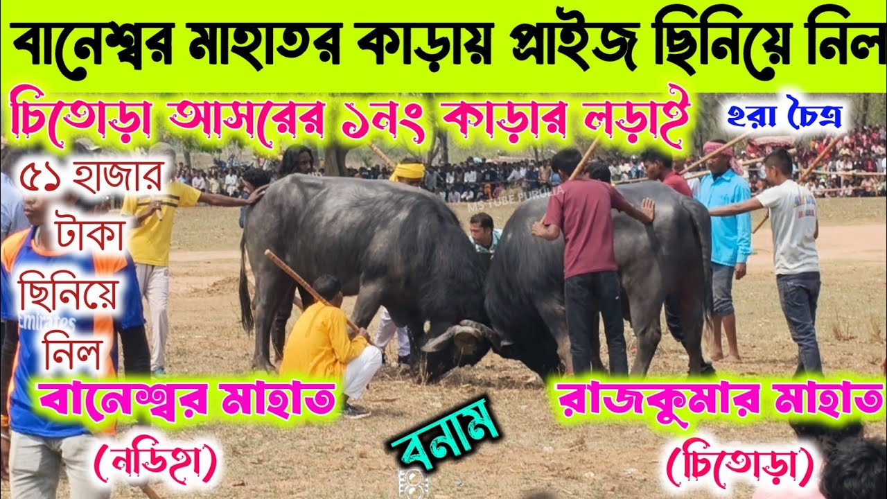 বানেশ্বর মাহাত(নডিহা) বনাম রাজকুমার মাহাত(চিতোড়া) হাইভোল্টেজ লড়াই 💢 চিতোড়া আসরের ১নং কাড়ার লড়াই