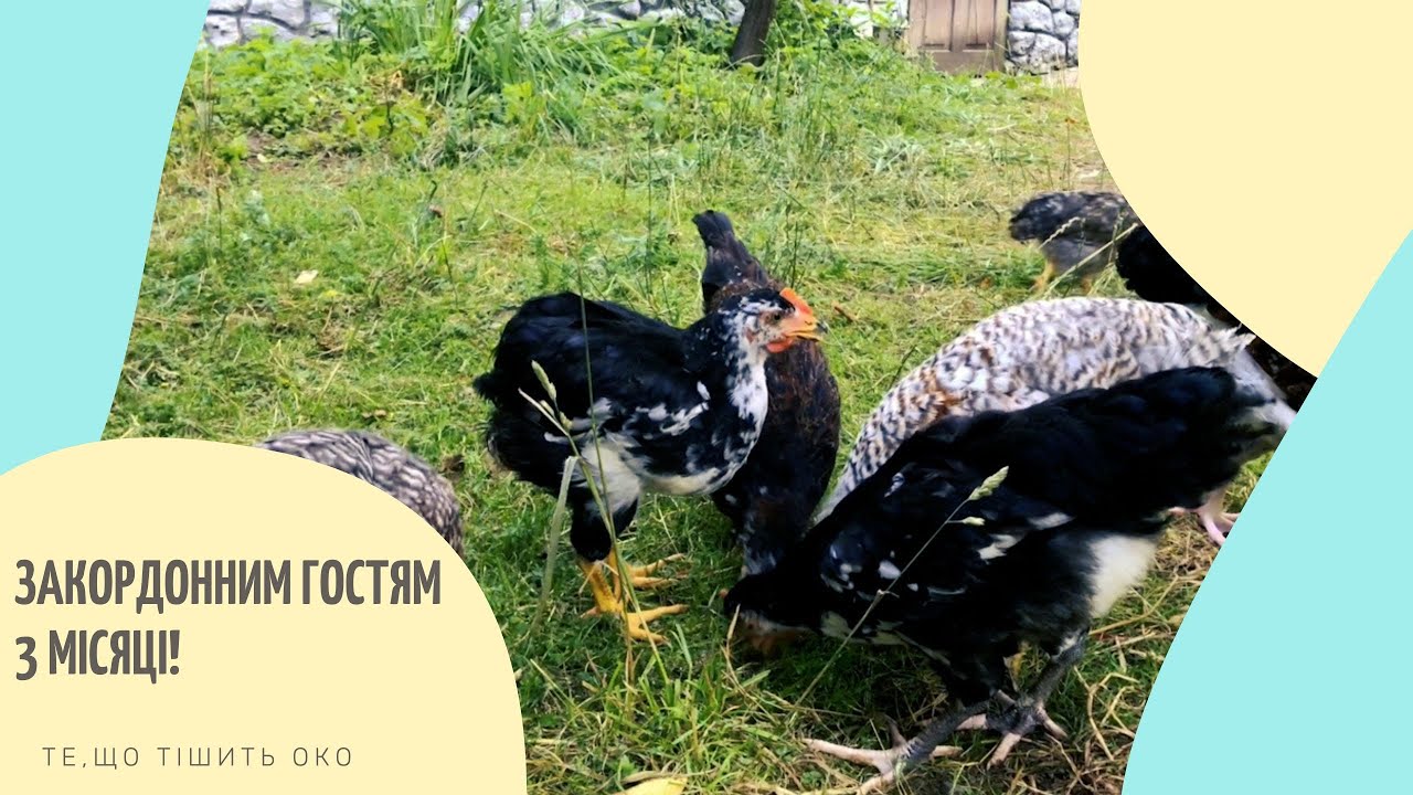 * ЗАКОРДОННИМ ГОСТЯМ 3 МІСЯЦІ! КУРЧАТА БІЛЕФЕЛЬДЕР, АМРОКС ТА ЛЕГГОРН. НОВА ПТИЦЯ НА ГАЗДІВСТВІ *