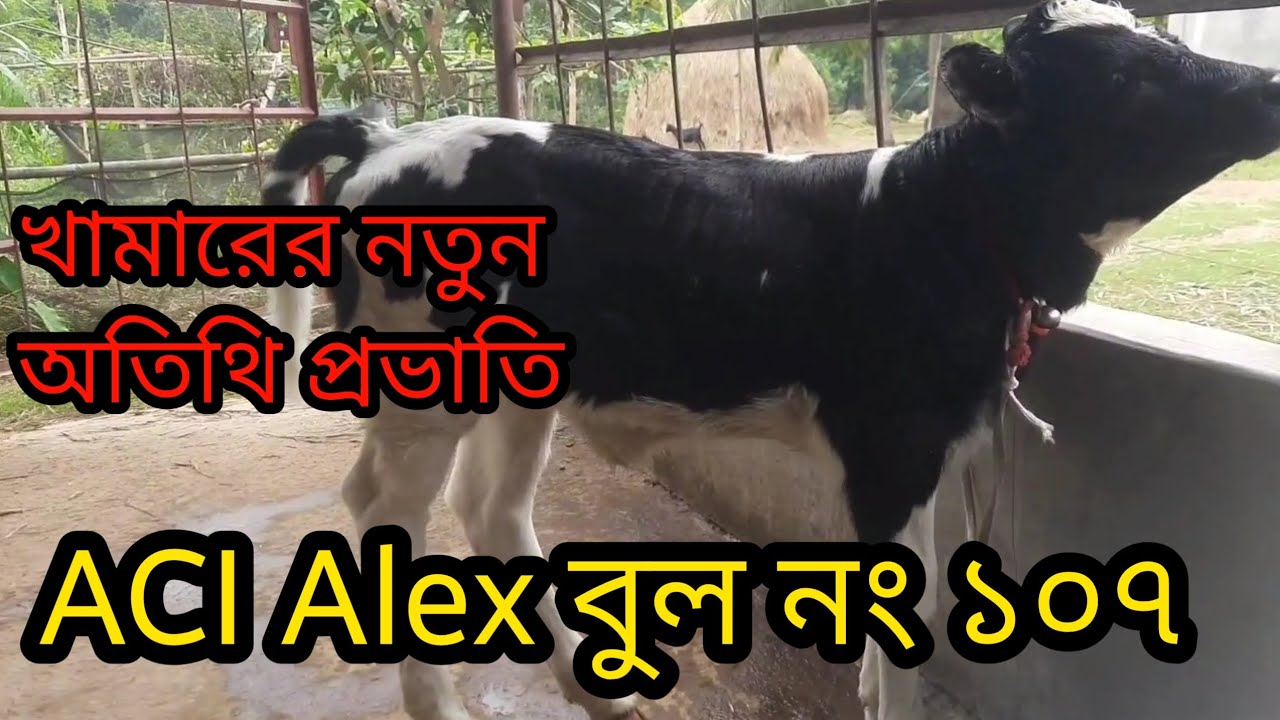 ACI bullno 107 Alex , এসিআই বুল নং ১০৭ এলেক্স বকনা বাচ্ছা