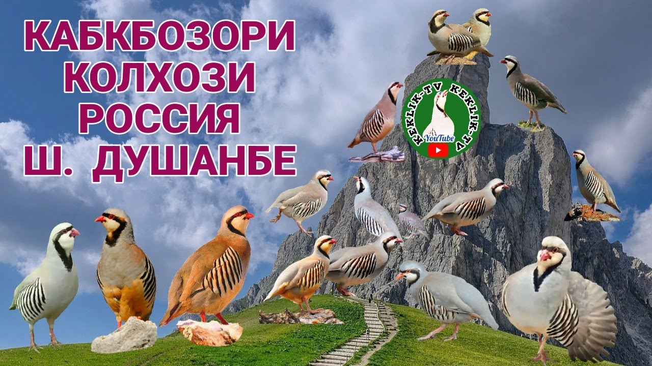 Кабкбозори Колхози Россия ш. Душанбе 09.04.2023
