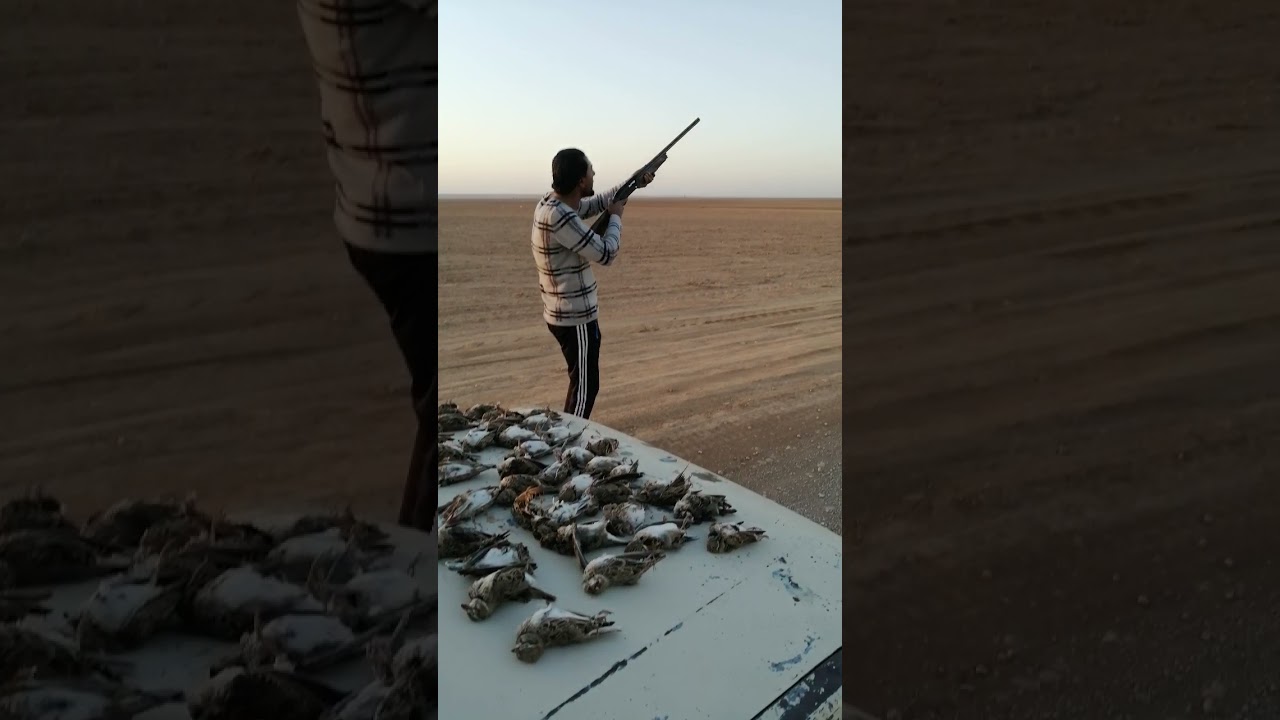 صيد المطوق البري