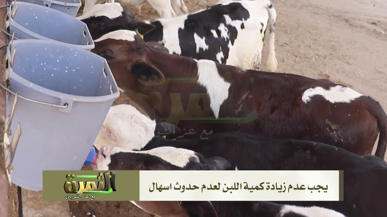 طرق التعامل مع عجول حديثي الولادة لأول 15 يوم