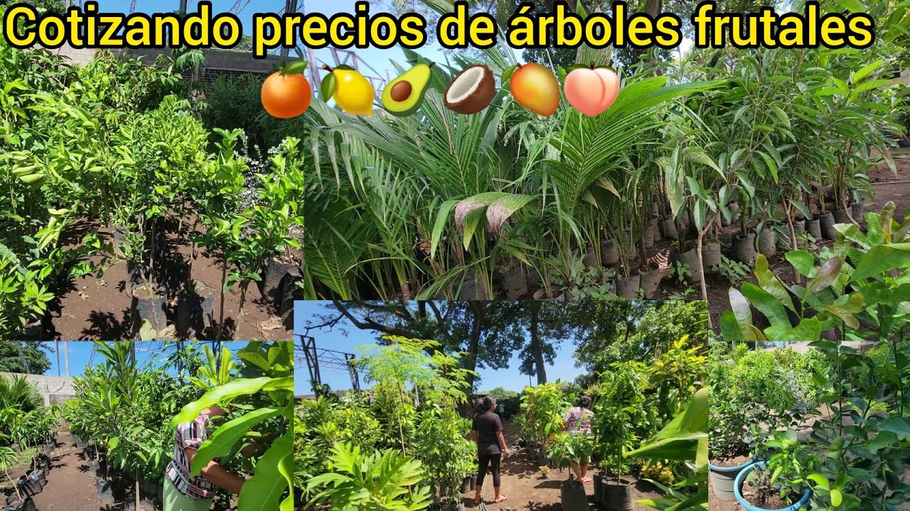 COTIZANDO PRECIOS DE ARBOLES FRUTALES...en el vivero...