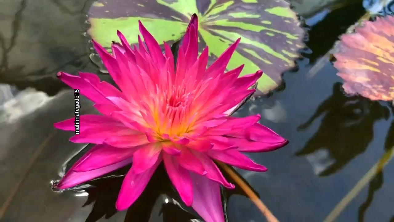 Colorful Garden Flowers and the Sweet Sounds of Birds 🌸🕊️