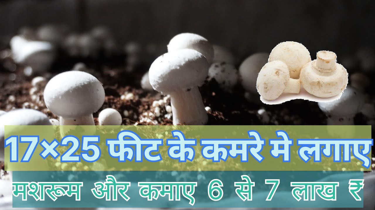 मशरूम कि खेती करके कमाए 6 से 7 लाख ₹ वो भी 17×25 के कमरे से। #miniisraelfarmer #farming #agriculture