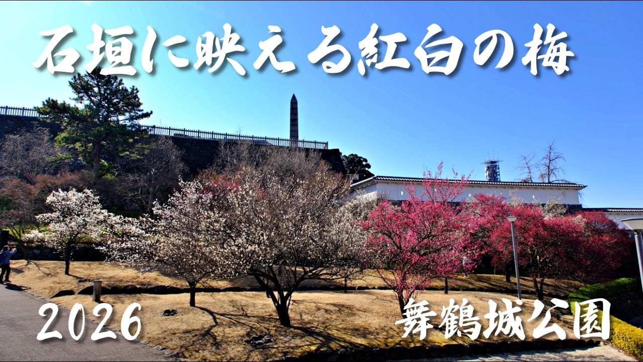 【山梨・甲府】舞鶴城公園（甲府城跡）の梅が見頃！石垣に映える紅白の梅｜Red and white plum blossoms shining against the stone wall