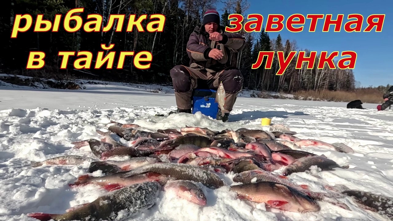 Таёжная река раздаёт. Эта мормышка ловит всю рыбу -- щука,окунь,сорога,чебак, налим.