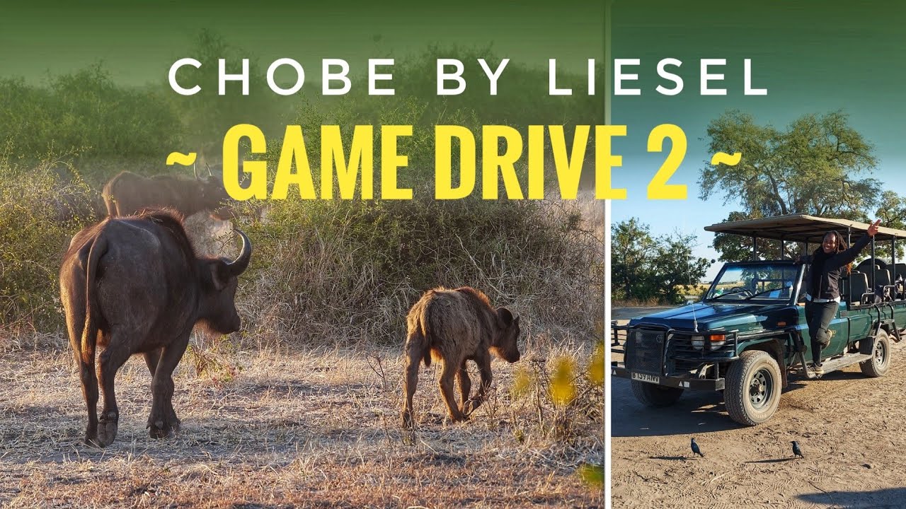 Botswana | Chobe by Liesel - Game Drive 2 (Chobe National Park)