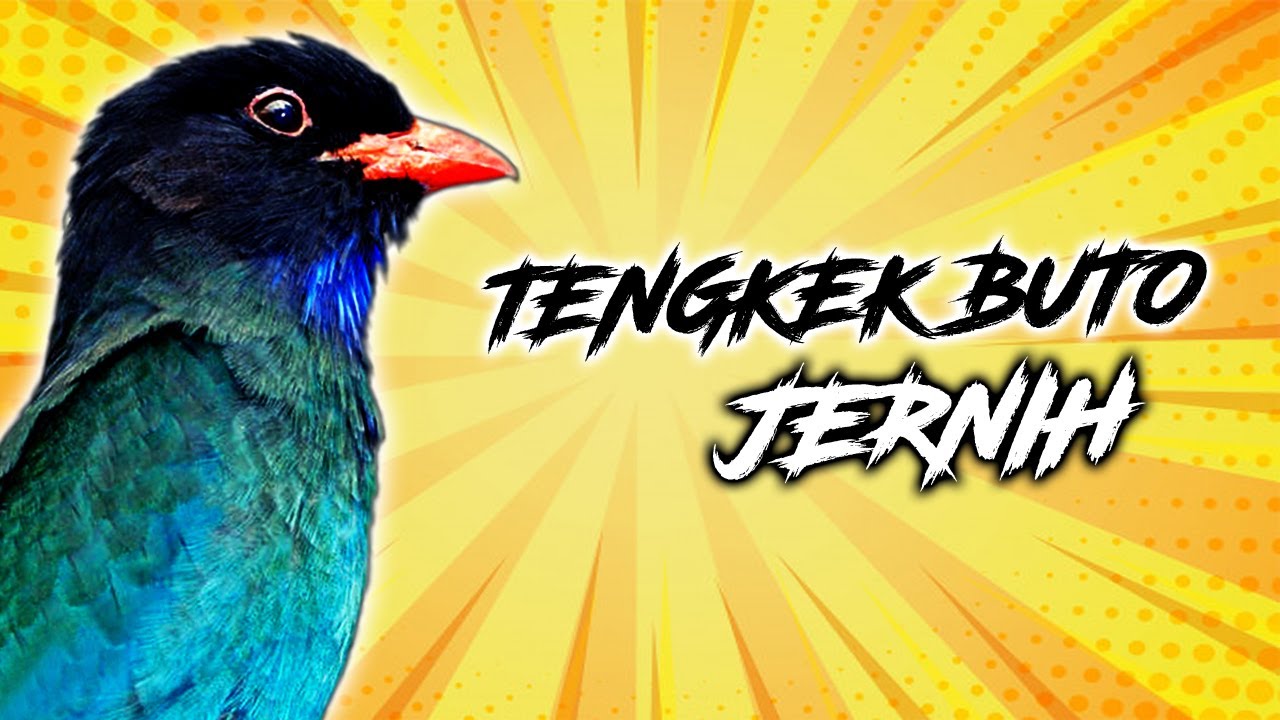 Masteran Burung Tengek Buto Speed Lambat Suara Jernih Durasi Panjang 1 Jam Ngerol Rapat Ampuh Juara