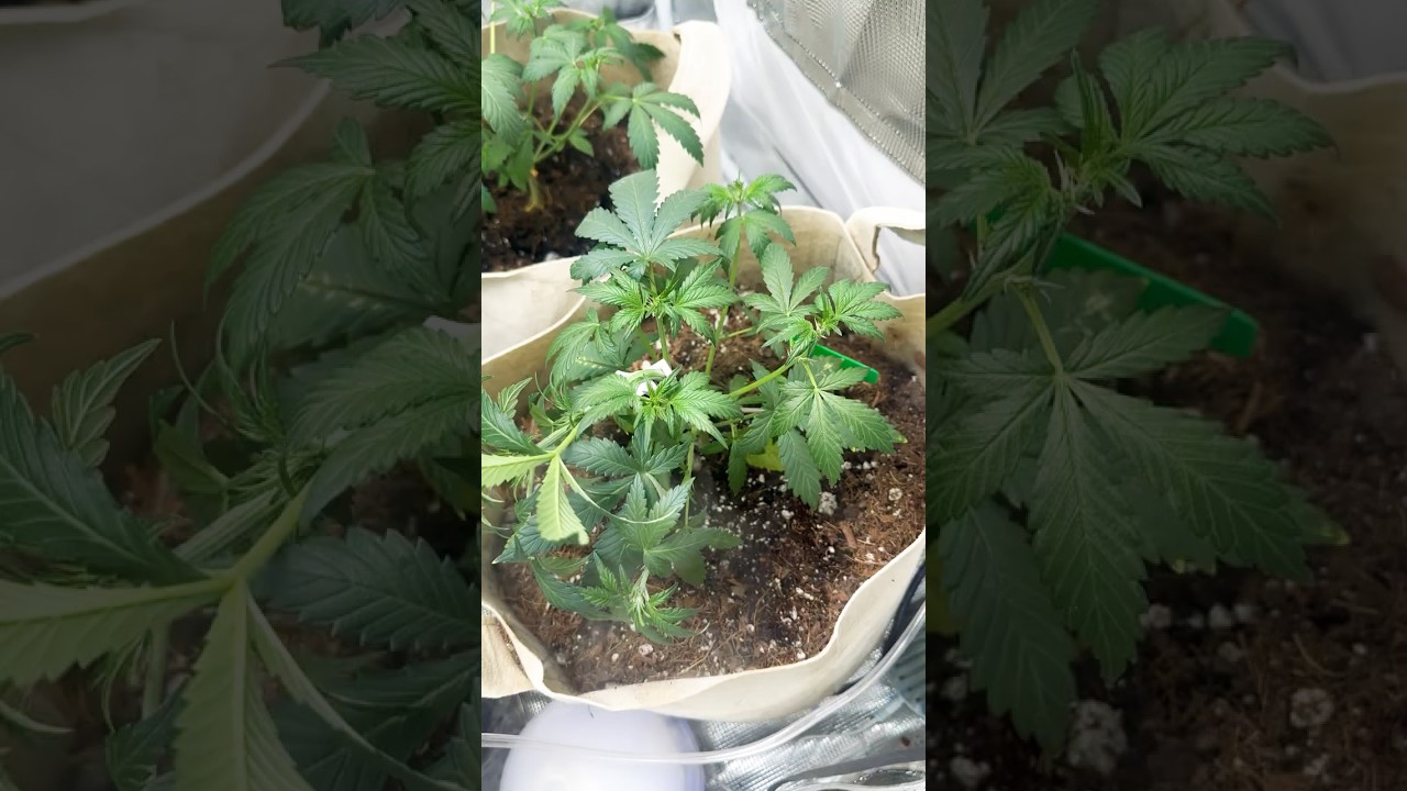 #purplekush auto and six shooter auto day24 #gaiagreen #acinfinity #vivosun
