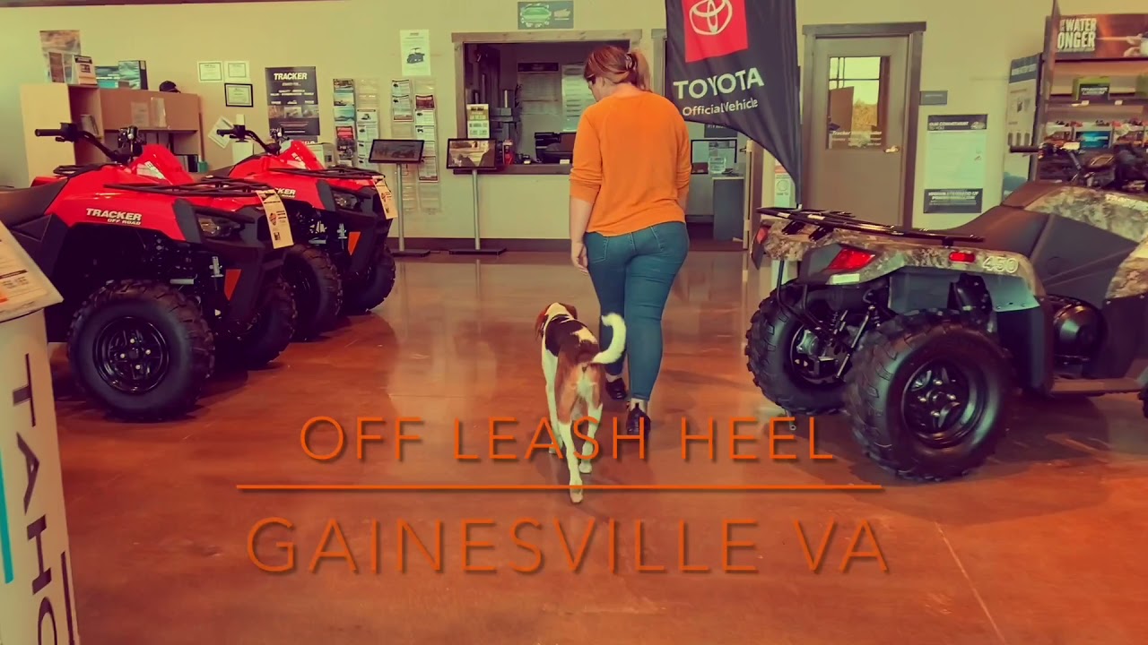 | WILSON | 1YR OLD | BEAGLE/FOXHOUND MIX | BEST DOG TRAINER | OFF LEASH | INCREDIBLE RESULTS |
